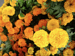 flor-de-cempasúchil